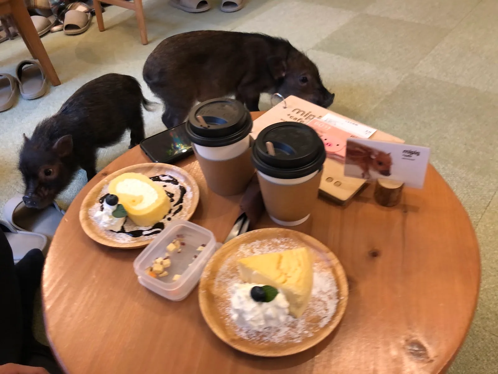 mipig cafe Meguro · 11